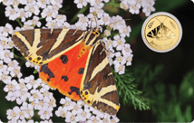 Gold Schmetterling Spanische Flagge Münze