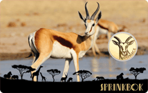 Gold African Springbok Münze