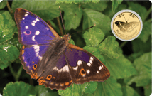 Gold Schmetterling Schillerfalter Münze