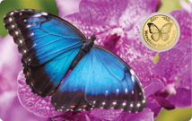 Gold Schmetterling Blauer Morphofalter Münze