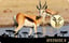 Gold African Springbok Münze