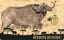 Gold Big Five Büffel Münze